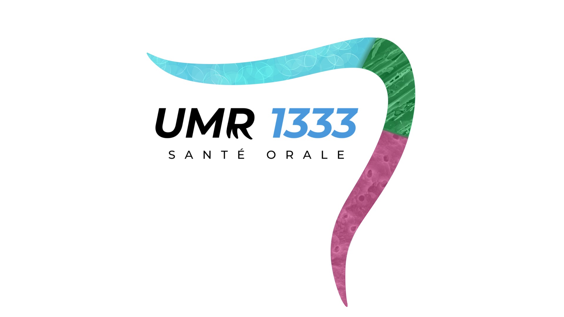 Logo provisoire UMR 1333 Lab